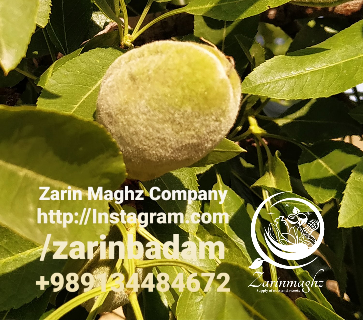 mamra badam bulk